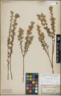 Foto von Salix repens L.